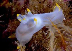 Polycera faeroensis.
Isle of Lewis.
D200,60mm. by Mark Thomas 